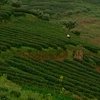 В китайском чае нашли пестициды