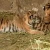 В мексиканском зоопарке родились трое тигрят