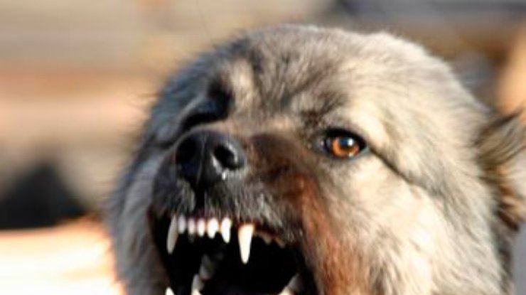 В Казахстане краденый пес стал соучастником ограбления