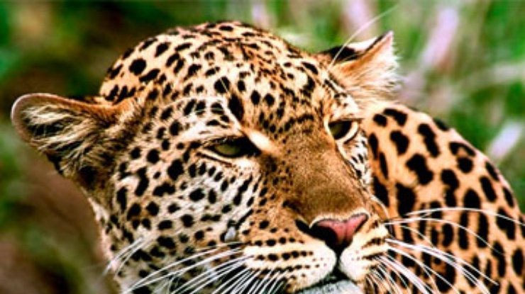 Эстонский зоопарк провел прямую трансляцию рождения леопардов