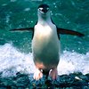 Японцы так и не нашли пингвина, сбежавшего месяц назад из зоопарка