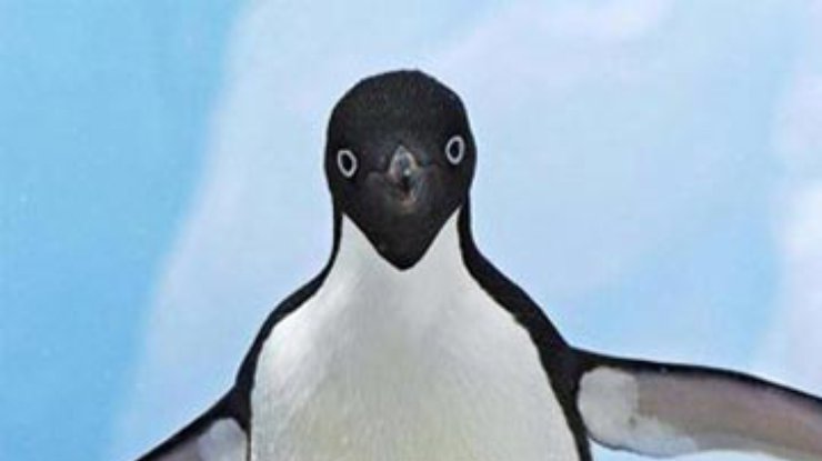 В Токио спустя месяц прекратили поиски пропавшего пингвина