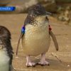 В Австралии неизвестные украли пингвина из зоопарка