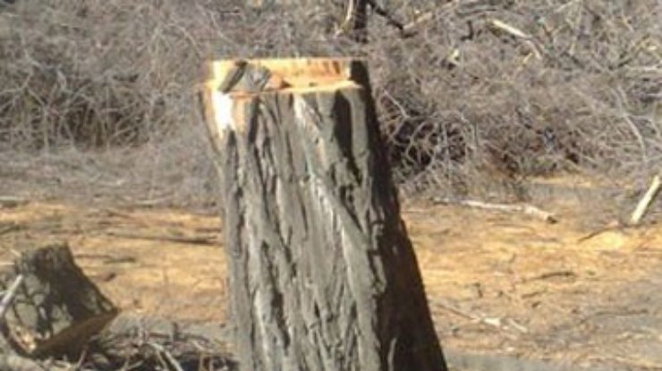 В Сумах вырубили 500 деревьев: Возбуждено дело