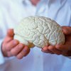Ученые определили, в какой части мозга прячется интеллект