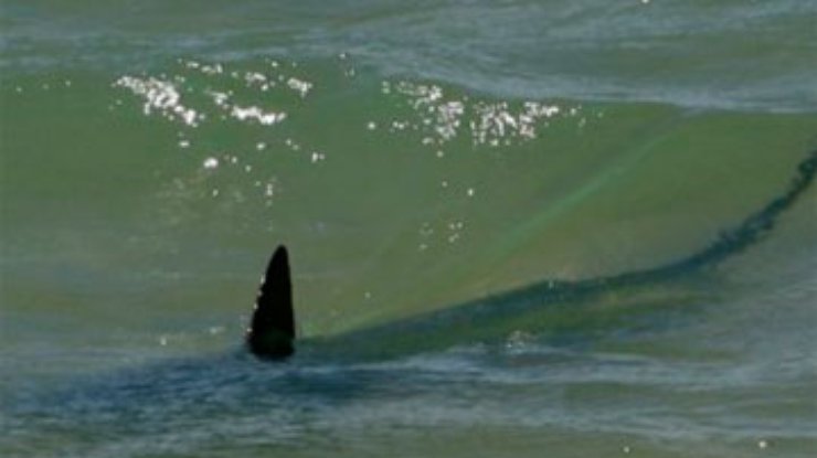 У берегов Южной Африки на серфингиста напала 5-метровая акула