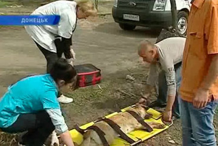 В Донецке появился реанимационный автомобиль для бездомных животных