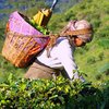 Чай станет национальным напитком Индии