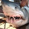 Возле побережья Египта заметили акул