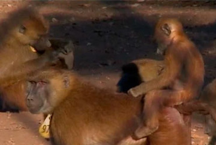 Французские ученые провели лингвистический анализ с бабуинами