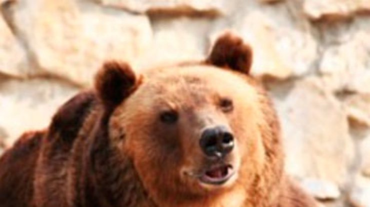 В Латвии медведица сбежала из зоопарка