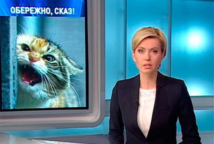 В Черниговской области бешенный кот искусал четырех человек