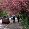 Цветение сакуры украсило улицы Ужгорода