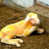 В Китае вывели овцу с мясом для вегетарианцев