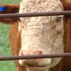 В Калифорнии выявили случай заражения коровьим бешенством