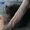 Работники черкасского зоопарка показали недавнорожденных медвежат