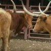 В США обнаружили коровье бешенство