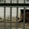 В Черкасском зоопарке публике впервые показали маленьких медвежат