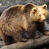 В Латвии сбежавшую из заповедника медведицу застрелили