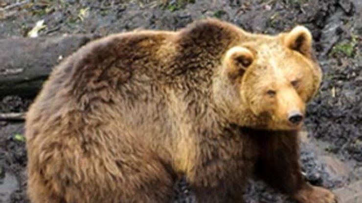В Латвии сбежавшую из заповедника медведицу застрелили
