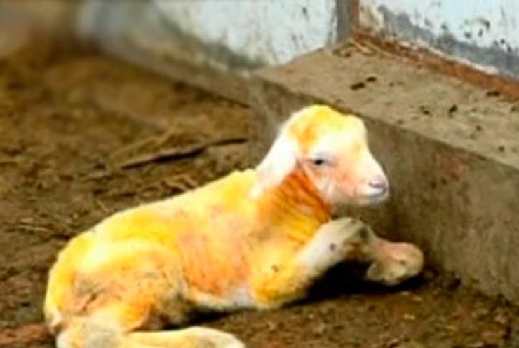 В Китае вывели овцу с мясом для вегетарианцев