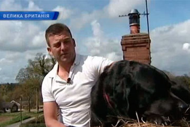 Британец приучил пса к жизни на крыше