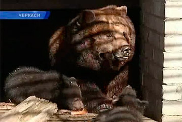 В Черкасском зоопарке родились трое медвежат