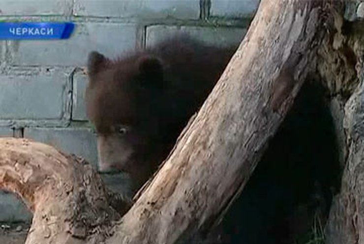 Работники черкасского зоопарка показали недавнорожденных медвежат