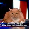 В США кот-актер пытается покорить Голливуд