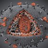 Генетической невосприимчивостью к ВИЧ обладает 1% людей