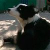 Днепропетровские спасатели сутки вытаскивали собаку из канализации