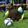 В Хмельницком зоопарке медвежат назвали в честь символов Евро-2012