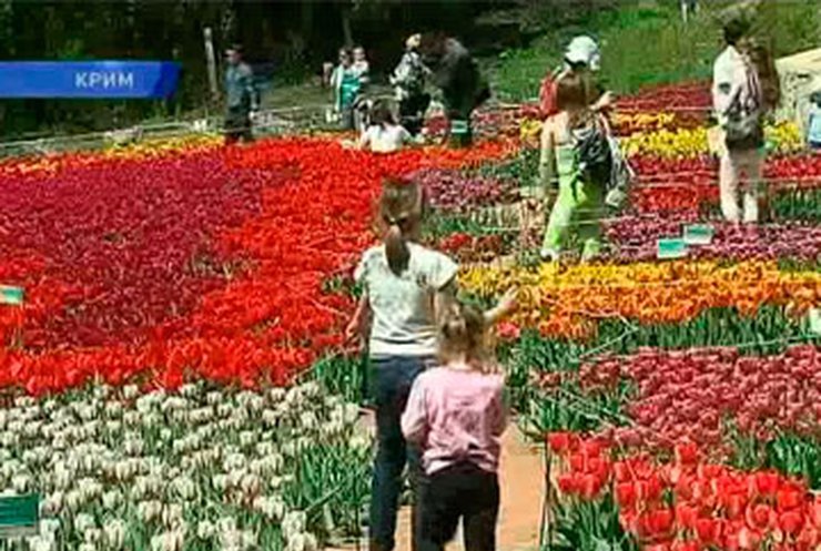 В Крыму представили публике тюльпаны, меняющие цвет