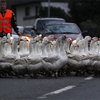 В США семейство гусей создало пробку на шоссе