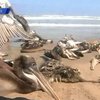 На севере Перу погибли полторы тысячи пеликанов