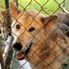 Пса, приговоренного к усыплению, помиловали и отправили в тюрьму