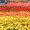 В дендропарке Кировограда расцвело полмиллиона тюльпанов