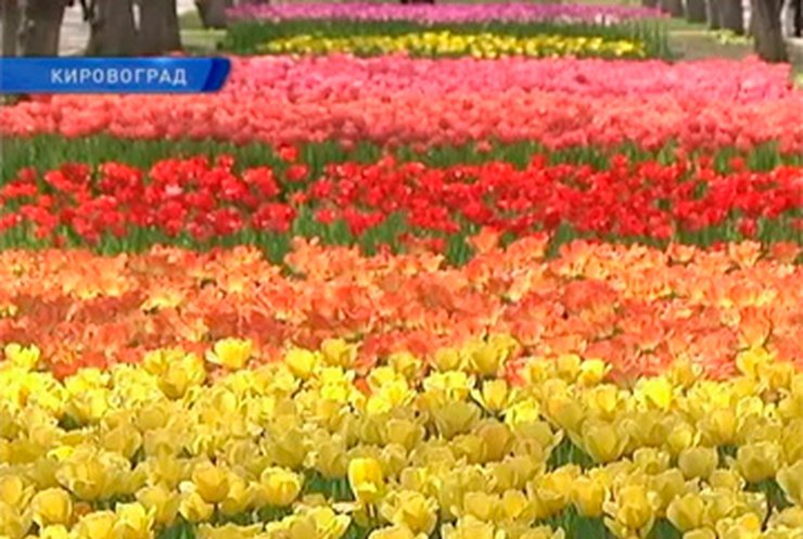 В дендропарке Кировограда расцвело полмиллиона тюльпанов