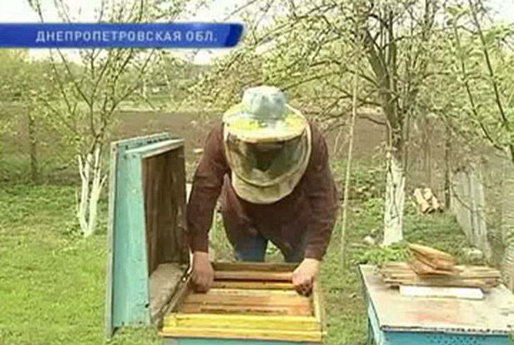 Украинские пчеловоды стали жертвами мошенников