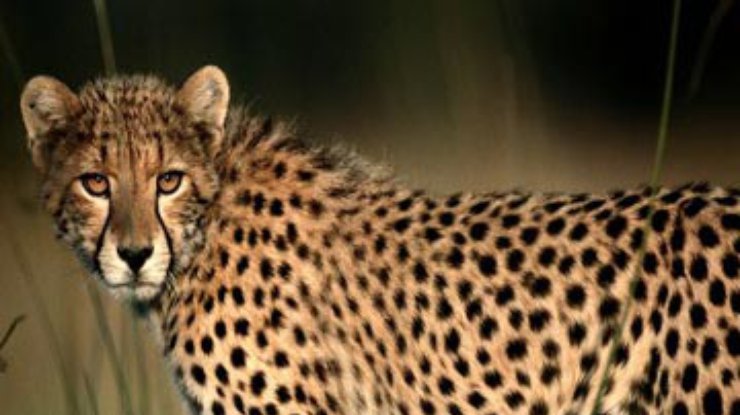На туристку в ЮАР напали два гепарда