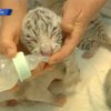 Тигрюля родила сразу четверых малышей