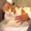 В США скончался самый толстый кот