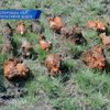 В Запорожской области обезвредили 300 минометных мин времен ВОВ