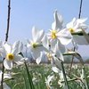 Заповедник нарциссов на Закарпатье может исчезнуть