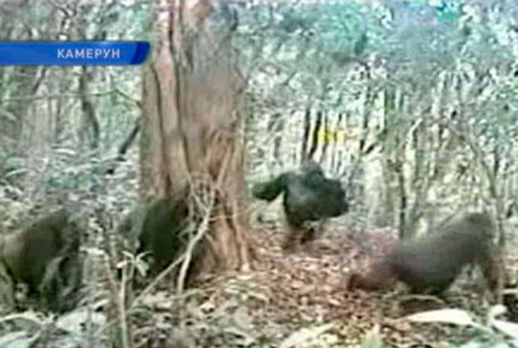 Ученые сняли на камеру редких камерунских горилл