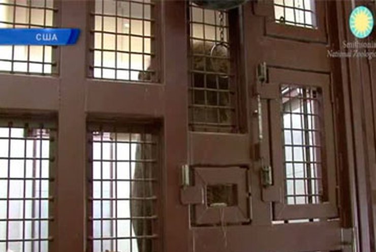 Слониха в вашингтонском зоопарке играет на губной гармошке