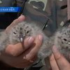 Территория Украины увеличивается благодаря косе в дельте Дуная