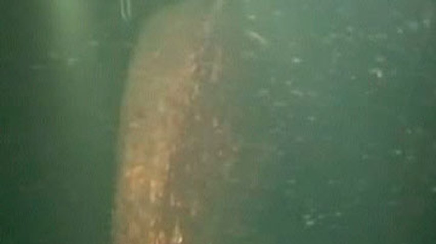 В Финском заливе нашли советскую подводную лодку времен ВОВ