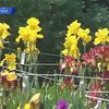 В Крыму проводят карнавал ирисов