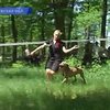 Лучших охотничьих собак собрали сегодня под Киевом